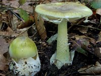 Amanita phalloides 4, Groene knolamaniet, Saxifraga-Lucien Rommelaars