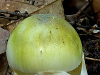 Amanita phalloides 5, Groene knolamaniet, Saxifraga-Lucien Rommelaars