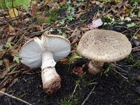Parelamaniet  Blusher mushroom (Amanita rubescens) : autumn, autumnal, fall, fungi, fungus, mushroom, natural, nature, amanita rubescens, blusher, 2, broken, two