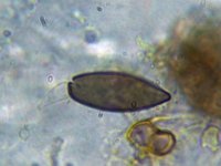 Anthostomella rubicola 2, Braamschoorsteentje, Micro, Saxifraga-Lucien Rommelaars