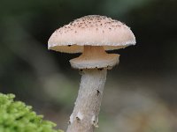 Armillaria ostoyae 13, Sombere honingzwam, Saxifraga-Luuk Vermeer