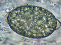 Arnium apiculatum 2, Klitspinselbolletje, Micro, Saxifraga-Lucien Rommelaars