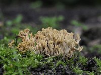 Artomyces pyxidatus 19, Kroontjesknotszwam, Saxifraga-Luuk Vermeer