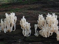 Artomyces pyxidatus 2, Kroontjesknotszwam, Saxifraga-Lucien Rommelaars