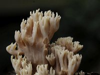 Artomyces pyxidatus 20, Kroontjesknotszwam, Saxifraga-Luuk Vermeer