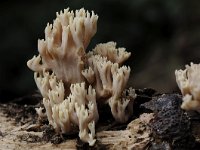 Artomyces pyxidatus 25, Kroontjesknotszwam, Saxifraga-Luuk Vermeer