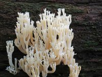 Artomyces pyxidatus 3, Kroontjesknotszwam, Saxifraga-Lucien Rommelaars