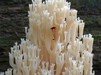 Artomyces pyxidatus 4, Kroontjesknotszwam, Saxifraga-Lucien Rommelaars