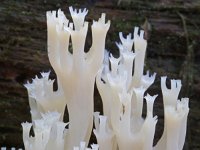 Artomyces pyxidatus 6, Kroontjesknotszwam, Saxifraga-Lucien Rommelaars