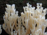 Artomyces pyxidatus 7, Kroontjesknotszwam, Saxifraga-Lucien Rommelaars