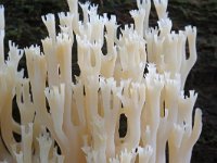 Artomyces pyxidatus 8, Kroontjesknotszwam, Saxifraga-Lucien Rommelaars