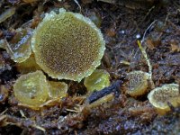 Ascobolus furfuraceus 1, Gewoon spikkelschijfje, Saxifraga-Lucien Rommelaars