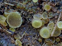 Ascobolus furfuraceus 2, Gewoon spikkelschijfje, Saxifraga-Lucien Rommelaars