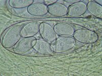Ascobolus immersus 3, Slijmspoorspikkelschijfje, Micro, Saxifraga-Lucien Rommelaars