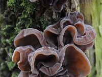 Auricularia auricula-judae 13, Echt judasoor, Saxifraga-Luuk Vermeer
