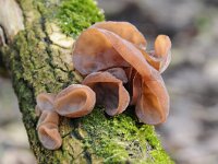Auricularia auricula-judae 17, Echt judasoor, Saxifraga-Luuk Vermeer