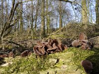 Auricularia auricula-judae 20, Echt judasoor, Saxifraga-Luuk Vermeer