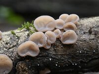 Auricularia auricula-judae 30, Echt judasoor, Saxifraga-Luuk Vermeer