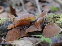 Auricularia auricula-judae 34, Echt judasoor, Saxifraga-Luuk Vermeer