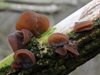 Auricularia auricula-judae 36, Echt judasoor, Saxifraga-Luuk Vermeer