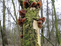 Auricularia auricula-judae 38, Echt judasoor, Saxifraga-Luuk Vermeer