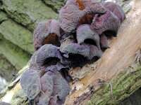 Auricularia auricula-judae 55, Echt Judasoor, Saxifraga-Hans Grotenhuis
