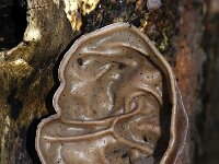 Auricularia auricula-judae 56, Echt Judasoor, Saxifraga-Foto Fitis-Sytske Dijksen