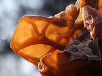 Auricularia auricula-judae 57, Echt Judasoor, Saxifraga-Foto Fitis-Sytske Dijksen