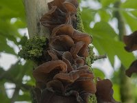 Auricularia auricula-judae 6, Echt judasoor, Saxifraga-Willem van Kruijsbergen