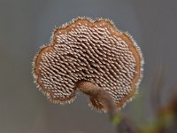 Auriscalpium vulgare 10, Oorlepelzwam Saxifraga-Luuk Vermeer