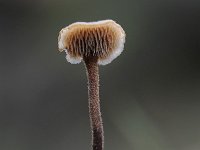 Auriscalpium vulgare 15, Oorlepelzwam Saxifraga-Luuk Vermeer