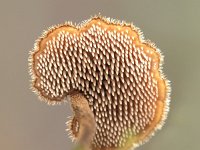 Auriscalpium vulgare 17, Oorlepelzwam, Saxifraga-Luuk Vermeer