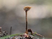 Auriscalpium vulgare 3, Oorlepelzwam Saxifraga-Luuk Vermeer