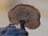 Auriscalpium vulgare 9, Oorlepelzwam Saxifraga-Luuk Vermeer