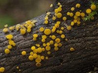 Bisporella citrina 2, Geel schijfzwammetje, Saxifraga-Willem van Kruijsbergen