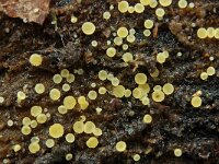 Bisporella subpallida 2, Geelbruin schijfzwammetje, Saxifraga-Lucien Rommelaars