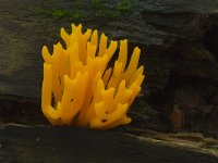 Calocera viscosa 16, Kleverig koraalzwammetje, Saxifraga - Jan Nijendijk
