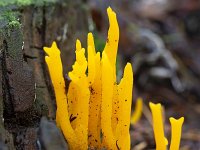 Jelly fungus Yellow stagshorn (Calocera viscosa)  Jelly fungus Yellow stagshorn (Calocera viscosa) : jelly fungus, Yellow stagshorn, Calocera viscosa, fungus, fungi, yellow, nature, natural, fall, autumn, autumnal, outside, outdoor, no people, nobody, growth, many