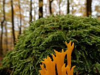 Calocera viscosa 52, Kleverige koraalzwam, Saxifraga-Ed Stikvoort : omgeving Oberbronn A900
