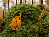 Calocera viscosa 53, Kleverige koraalzwam, Saxifraga-Ed Stikvoort : omgeving Oberbronn A900