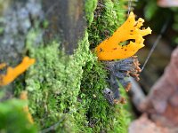 Calocera viscosa 54, Kleverig koraalzwammetje, Saxifraga-Tom Heijnen
