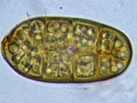 Camarographium stephensii 1, Micro, Saxifraga-Lucien Rommelaars