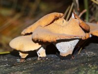 Cerioporus varius 2, Waaierbuisjeszwam, Saxifraga-Foto Fitis-Sytske Dijksen