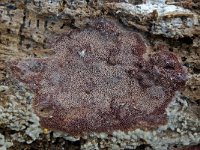Ceriporia excelsa 1, Roze wasporia, Saxifraga-Lucien Rommelaars