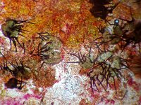 Chaetosphaeria inaequalis 2, Micro, Saxifraga-Lucien Rommelaars