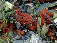 Cheilymenia rubra 1, Rood borstelbekertje, Saxifraga-Lucien Rommelaars
