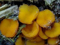 Cheilymenia theleboloides 5, Compostborstelbekertje, Saxifraga-Lucien Rommelaars