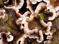 Chondrostereum purpureum, Silverleaf Fungus