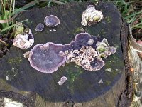 Chondrostereum purpureum 3, Paarse korstzwam, Saxifraga-Peter Meininger