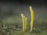 Clavaria argillacea 10, Heideknotszwam, Saxifraga-Luuk Vermeer